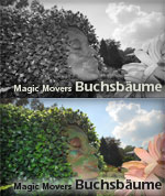 Buchsbäme