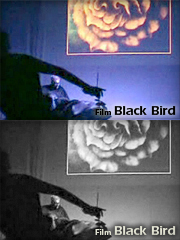 Film Black Bird